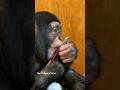 🤣💅🏻 #chimp #chimpanzee #cute #lol