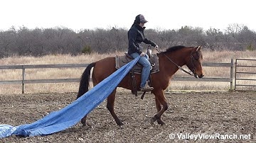 Newt - dragging the tarp! - ValleyViewRanch.net