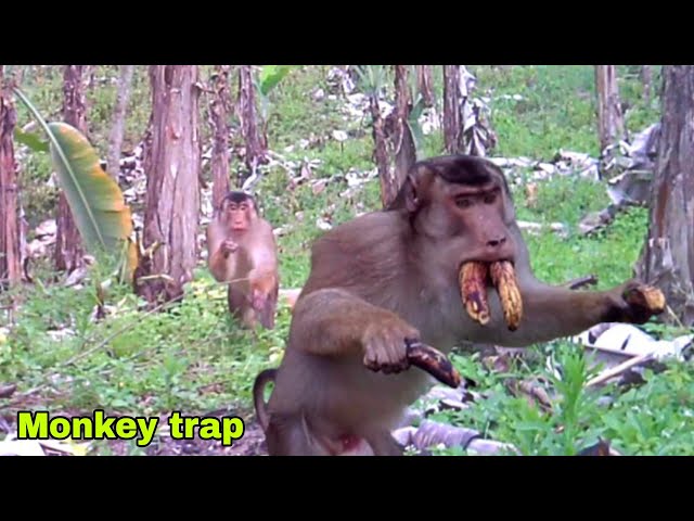 🔴 A monkey trap using old rubber tires and alternating steel in a banana orchard class=
