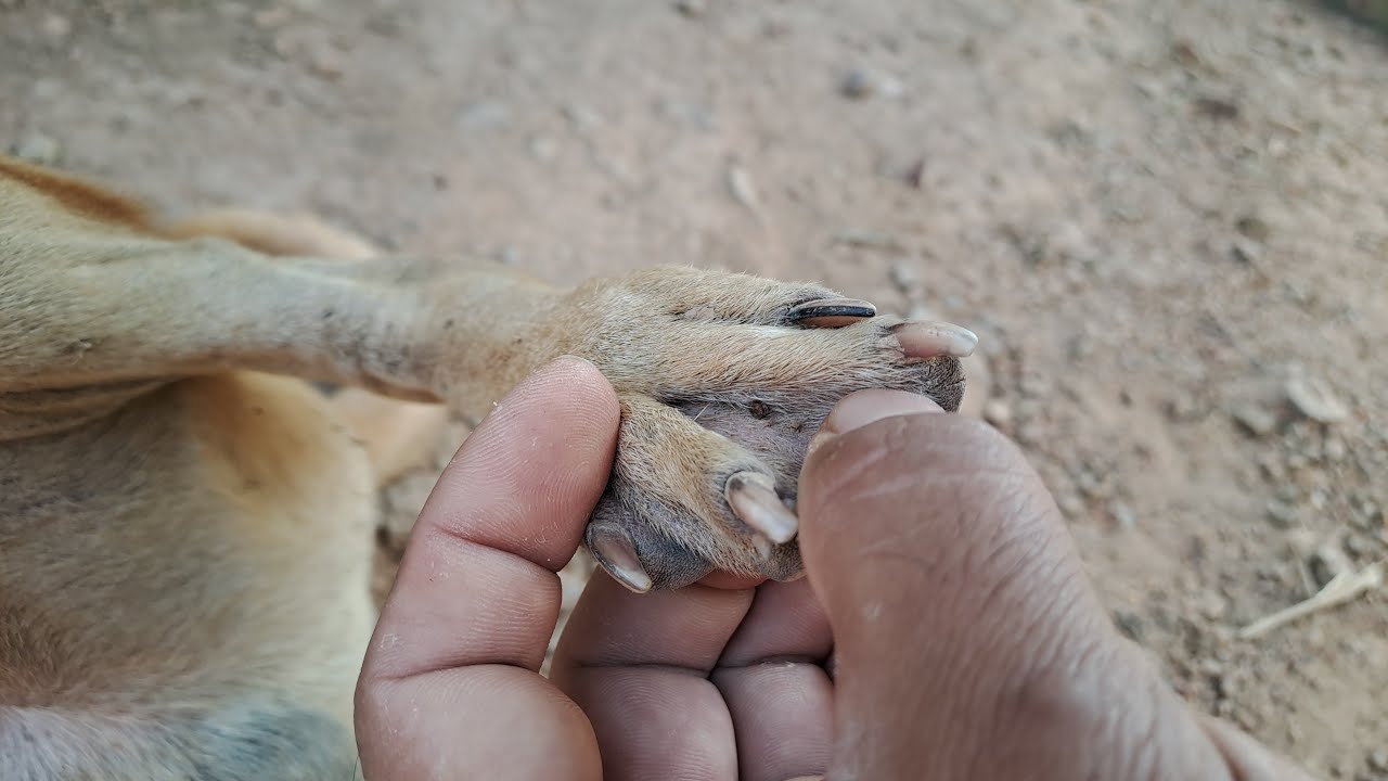 Checking for tick between the dog paw, Removing tick from dog paw YouTube