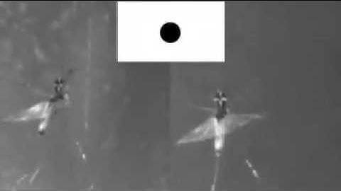 Video recording of a locust during an evasive turn to the left in response to a looming stimulus