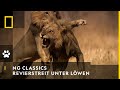 NG CLASSICS - Beim Revierstreit verstehen Löwen keinen Spaß | National Geographic