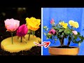 Fascinating Planting Hacks And Indoor Gardening Tips