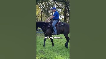 Quick Tips On Riding Through Cowboy Curtains! Part 4!  | The Horse Guru - Michael Gascon