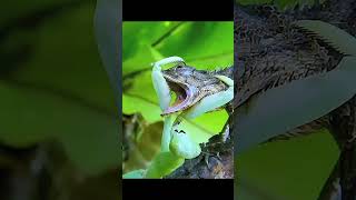 ⚡ Blink and you'll miss the attack. #PrayingMantis #AnimalFacts #foryou  #viral  #WildBits