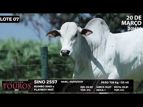 LOTE 7 SINO 2557