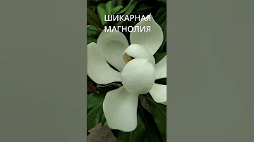 МАГНОЛИЯ ДЕРЕВО. НАСЛАДИСЬ ЦВЕТЕНИЕМ МАГНОЛИИ КРУПНОЦВЕТКОВОЙ. ЭТО САМЫЙ КРАСИВЫЙ ЦВЕТОК!!!