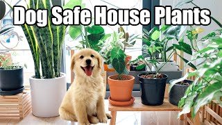 10 Best Pet-Safe Indoor Plants: Dog-Safe House Plants Information