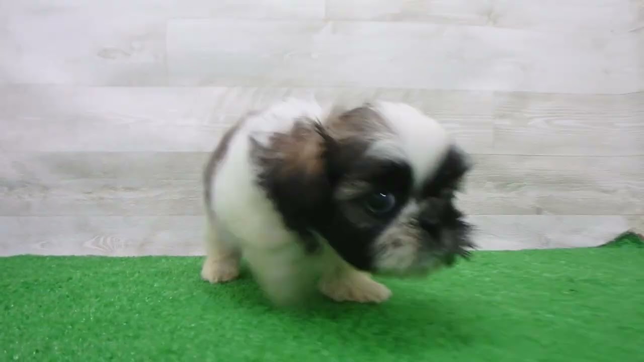 00770419 シーズー - YouTube