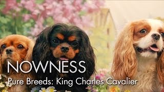 rasa cavalier king charles spaniel