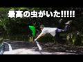 ずっと会いたかった虫がそこにいたのです