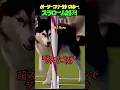 【天才vs体力】ボーダーコリー対決!あなたはどっち派?(いいねで応援してね!)
