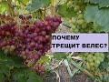 Почему трещит виноград ( grapes seedless Veles Велес 2020)