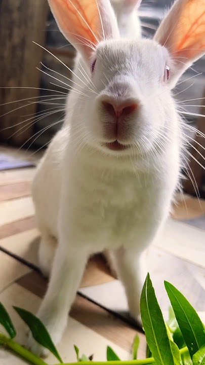 how rabbits move their nose #cute #ytshorts #viral #bunny #animal #