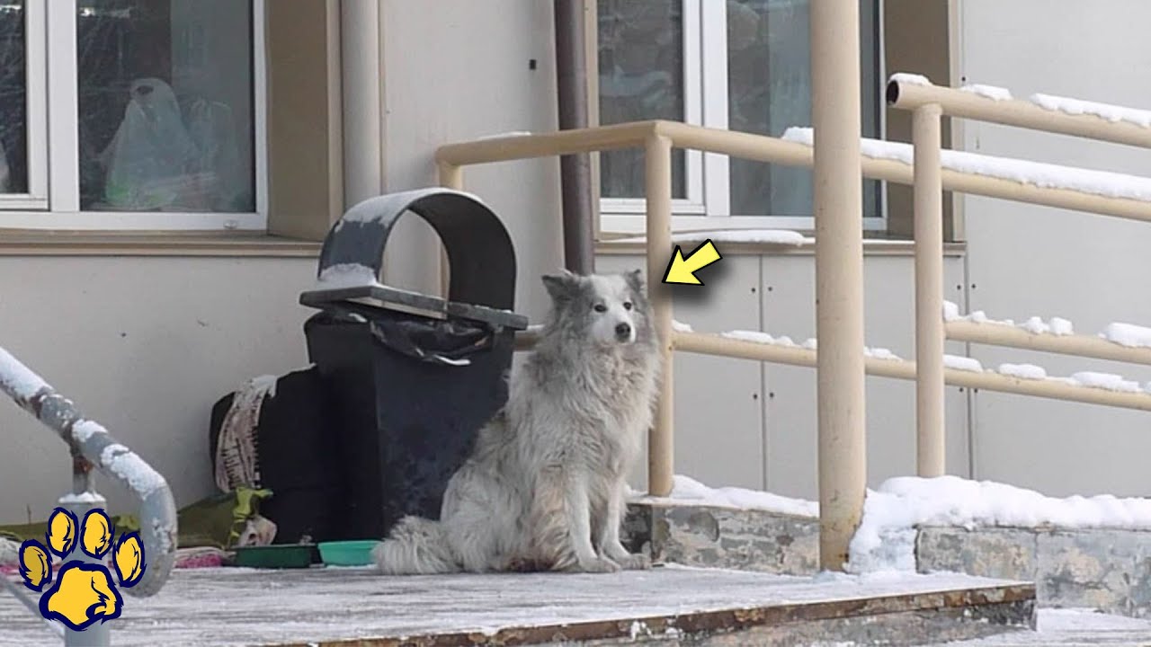 A Dog Waits for its Owner Outside a Hospital That has Been Gone for ...