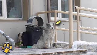 A Dog Waits for its Owner Outside a Hospital That has Been Gone for More Than a Year