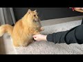 Trick &amp; Treat with My Cat - Day 6