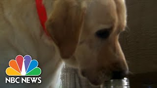 Behind The Scenes With Dogs Being Trained To Detect COVID-19 | NBC Nightly News screenshot 4