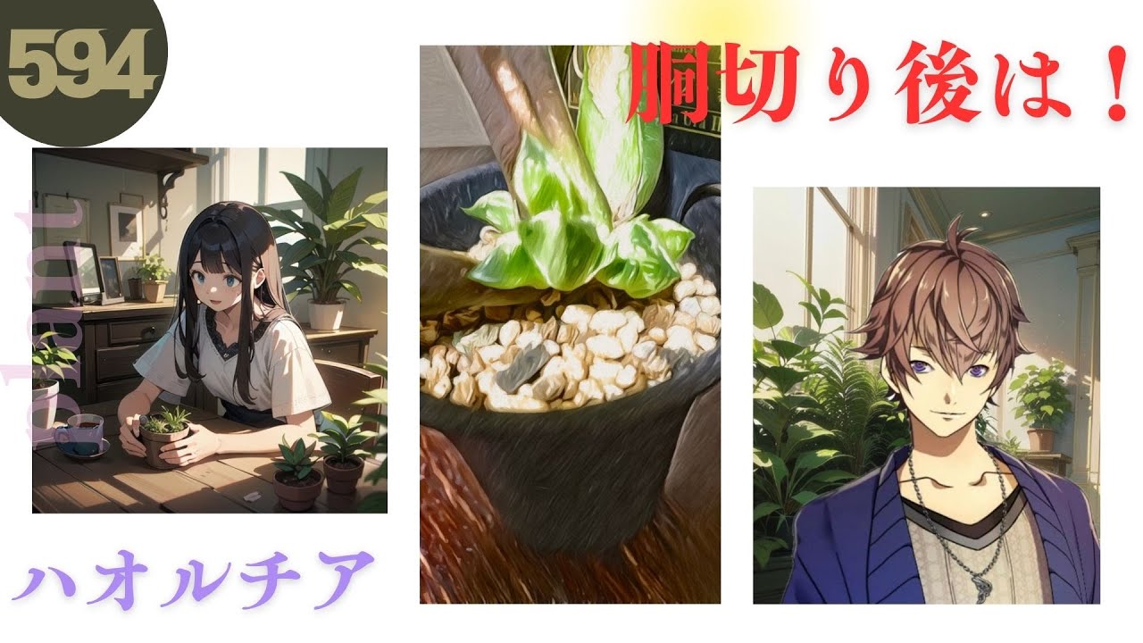 【２０２５年】ハオルチアの胴切り！