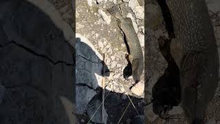Northern pike con ratón artificial