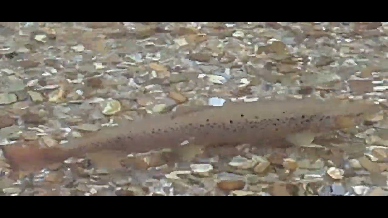 2022 Spawning endemic lake trout (Salmo Labrax) river Vruja city Gusinje state Montenegro @