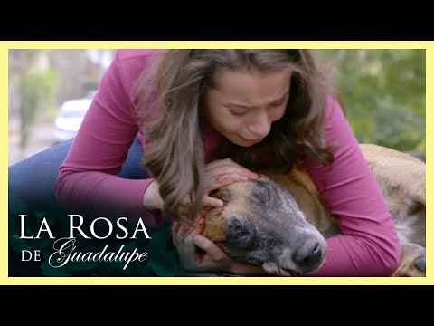 Video: Recolección de mascotas: el perro adoptado salva al propietario de una fuga de gas, el zoológico danés causa indignación global