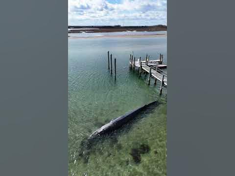 Beached Finback Whale in Rhode Island TAKE DOWN THE WIND TURBINES #