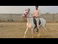 Horse Riding Basics گھوڑے پہ سواری اور دوسری چال دھوڑکی میں چلانا 