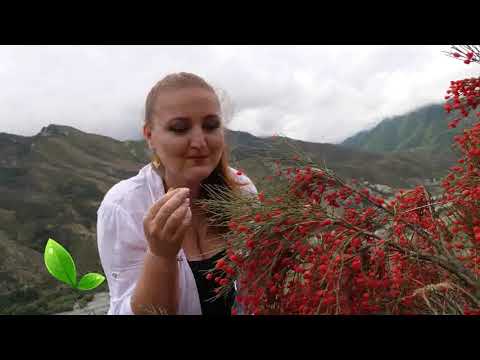 Видео: Аянов смърч (23 снимки): описание на вечнозелената ефедра. Засаждане, грижи и размножаване