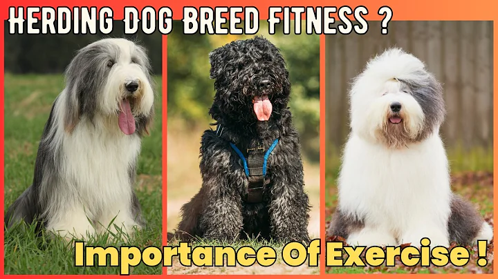 Importance of Exercise for Herding Breed Dogs  | V162 | Dogs | Dog | Dog Videos | Cute Dog | Mr Dog