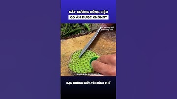 Cây xương rồng liệu có ăn được không?