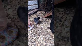 chicken treats and wrangling in Lisa Marie #chicken #raisingchickens #backyardchickens