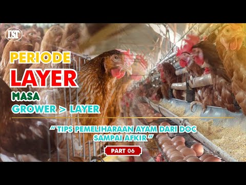 [PART 6] PERIODE LAYER (PERPINDAHAN GROWER KE LAYER) | TIPS PEMELIHARAAN AYAM DARI DOC SAMPAI AFKIR