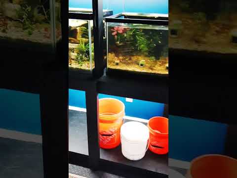 Electric Blue Acura update #fishfam #fishkeepinghobby #cichlid #Apifishcare #aquarium #fishtank #diy