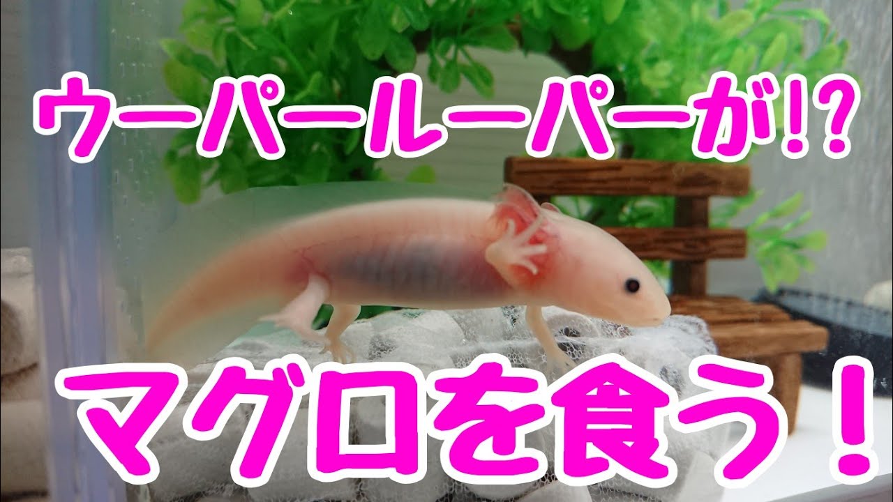 ウーパールーパー ウーパールーパーマグロを食う Youtube