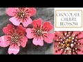 How to make a Chocolate Flower | Cherry Blossom Design