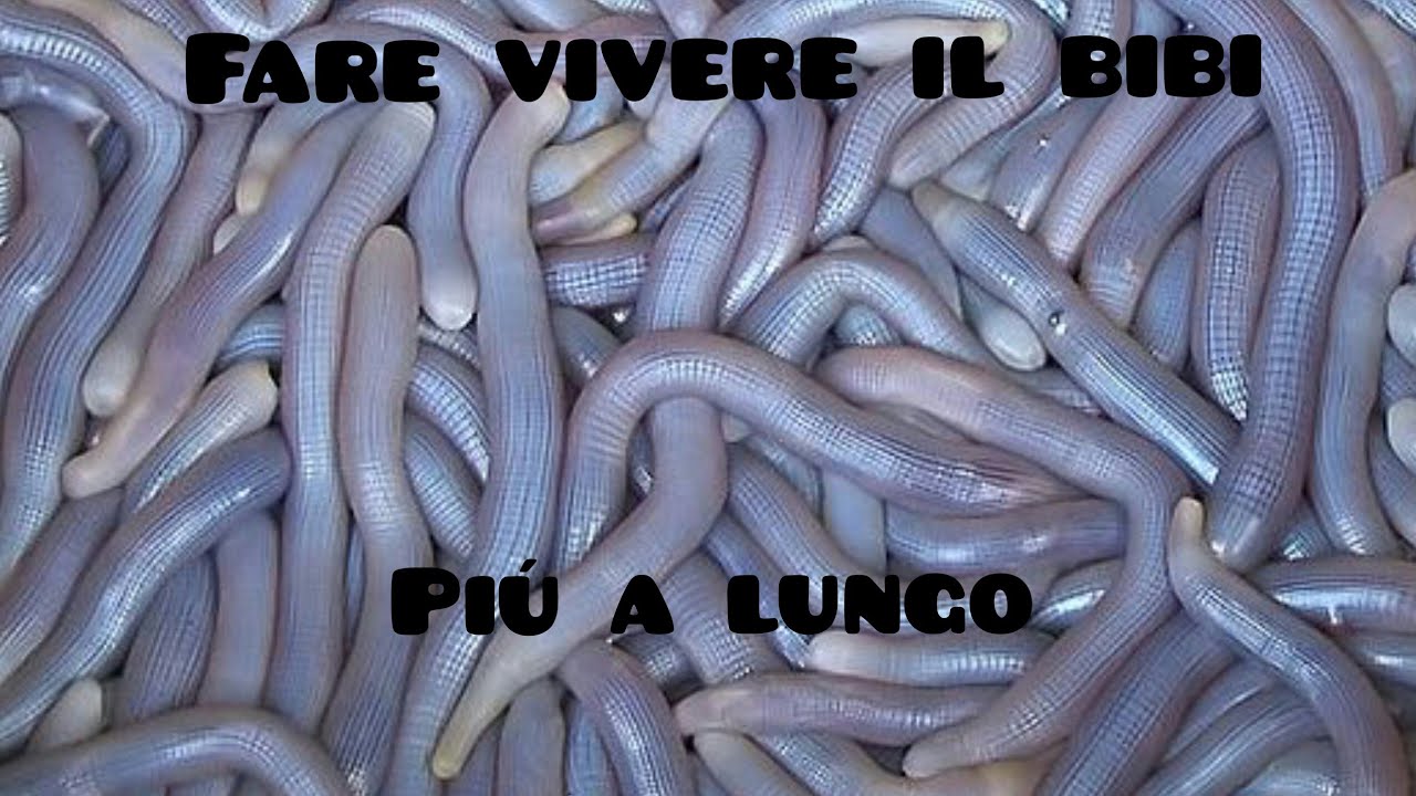 Come conservare il Bibi e farlo vivere più a lungo possibile