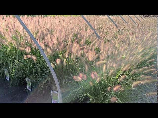 Pennisetum 'Ginger Love' (Fountain Grass)// Sumptuous Ornamental Grass With Showy❤️Red Tinted Blooms