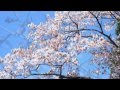【作業用・勉強用BGM】成功脳を手に入れる！リラックスピアノ曲集02(１時間)