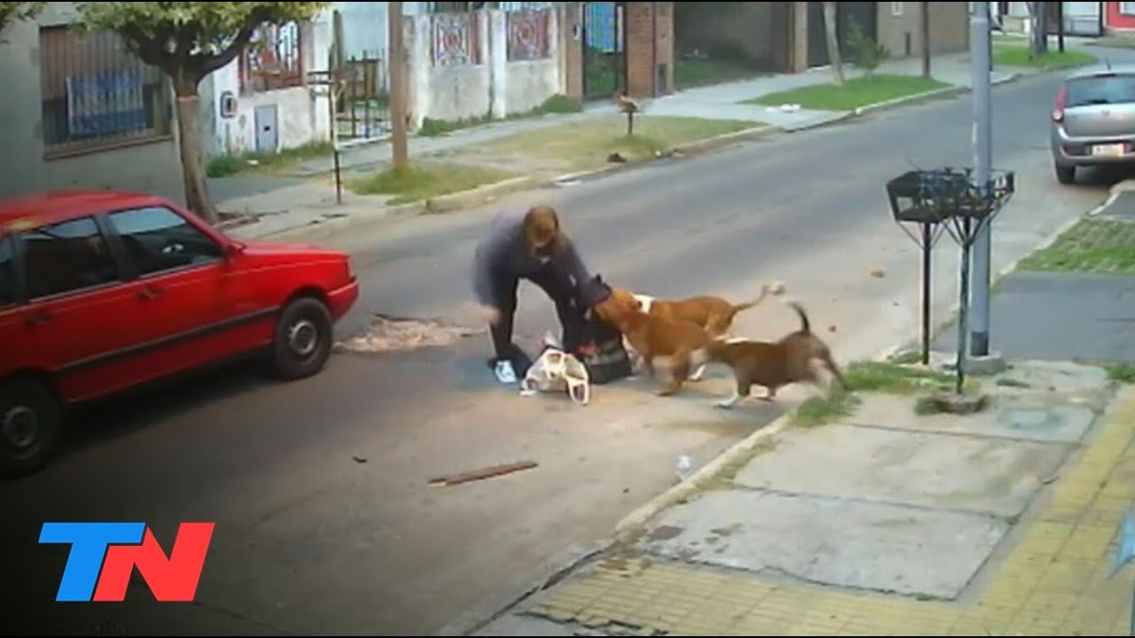 Provocar vomito a un perro