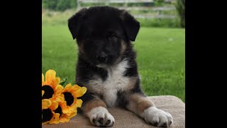 Exclusive German Shepherd Mix Puppies for Sale Information