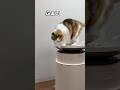 猫のために“空気”ここまでやる時代きた😳