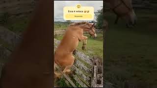 Essa é veiaca #roça #gado #pecuarista #fazenda