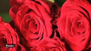 Same Day Flower Delivery New York 646-787-9247 Next Day Flower Delivery Manhattan