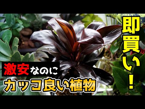 コルディリネの室内での育て方と3つのコツ
