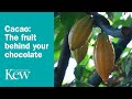 Opening And Tasting a RAW Cacao Pod! 🍫 - YouTube