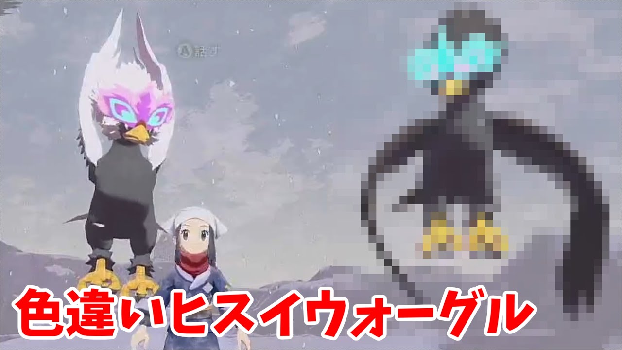 ゆっくり実況 色違いヒスイウォーグル入手 自分なりの色違い厳選法も解説 Youtube