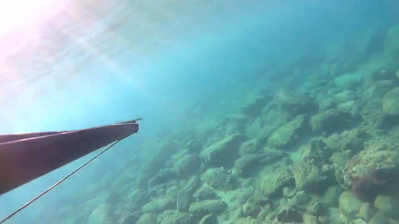 Saroz Küçük kemikli sualtı videosu