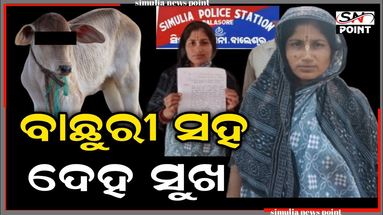 ବାଛୁରୀ ଛୁଆ ସହ ଏମିତି କାଣ୍ଡ ଘଟାଇଲେ ଯୁବକ ସମସ୍ତେ ଦେଖି ଆଶ୍ଚର୍ଯ୍ୟ  | ସିମୁଳିଆ |