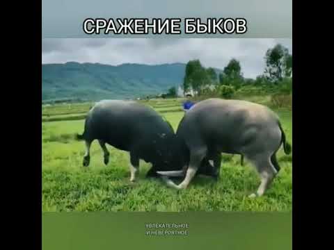 СРАЖЕНИЕ БЫКОВ | БЫК против БЫКА | Bull vs Bull #shorts